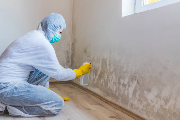 Licensed Mold Removal service in Unionville, PA - WQB Mold Removal